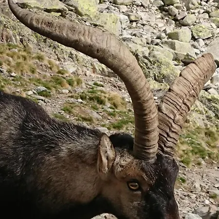 Artesano Ii * Navarredonda de Gredos