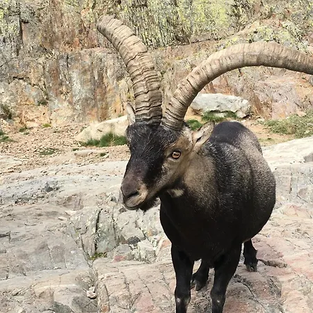 Artesano Ii Prázdninový dům Navarredonda de Gredos