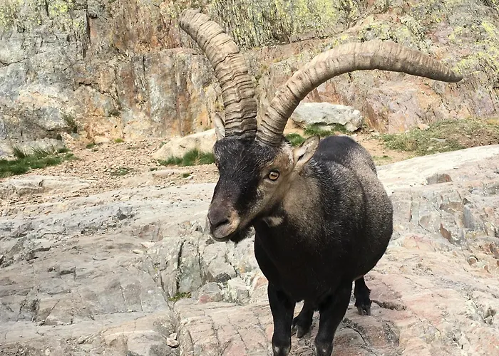 Artesano Ii Feriehus Navarredonda de Gredos